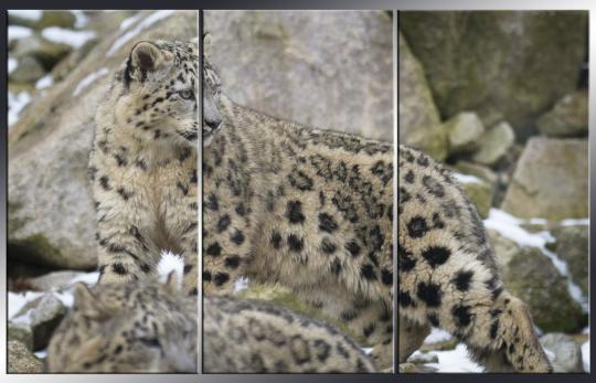Фото 6 Модульные картины с изображением животных, г.Набережные Челны 2016