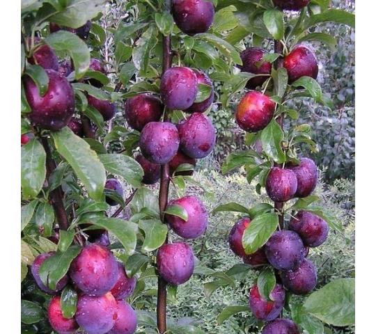 Фото 4 Саженцы плодовые и ягодные растения, г.Волоконовка 2016