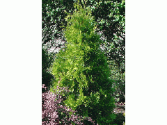 Фото 1 Растения хвойных пород, г.Кашира 2016