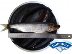 Фото 1 Рыба слабого посола весовая, г.Омск 2017