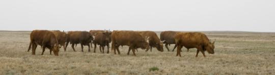 Фото 2 Калмыцкая порода крупного рогатого скота, г.Яшкуль 2017