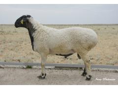 Фото 1 Овцы калмыцкой курдючной породы, г.Яшкуль 2017