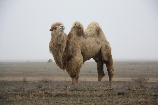 Фото 3 Верблюды породы «Калмыцкий бактриан», г.Яшкуль 2017