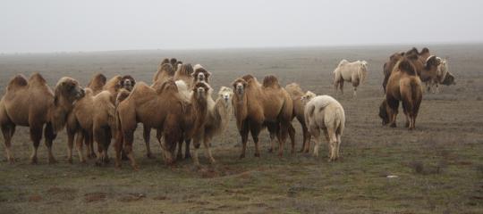 Фото 4 Верблюды породы «Калмыцкий бактриан», г.Яшкуль 2017
