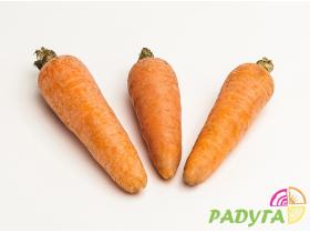 Морковь сорта «Роял Шансон»