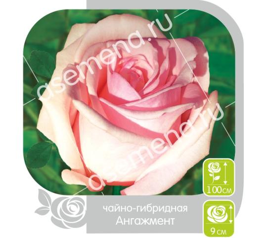 Фото 2 Саженцы роз ТМ «Семена Алтая», г.Барнаул 2017