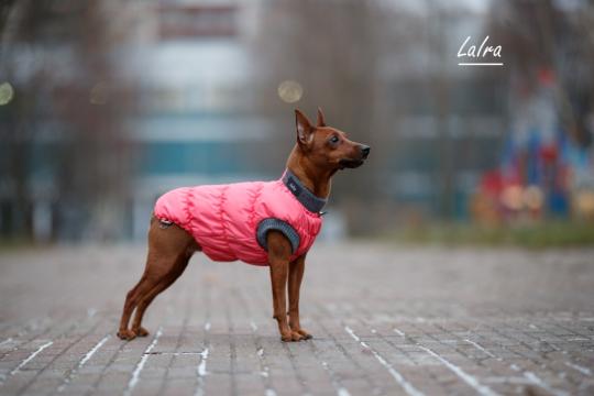 Фото 3 Одежда для собак LaIra 2017