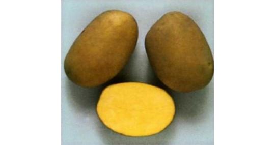 Фото 2 Продовольственный картофель на вес, г.Гатчина 2018
