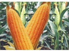 Фото 1 Семена кукурузы, г.Полтавская 2018