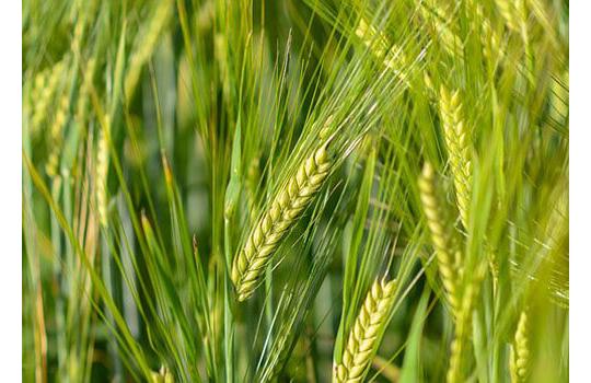 Фото 2 Семена пшеницы, г.Полтавская 2018