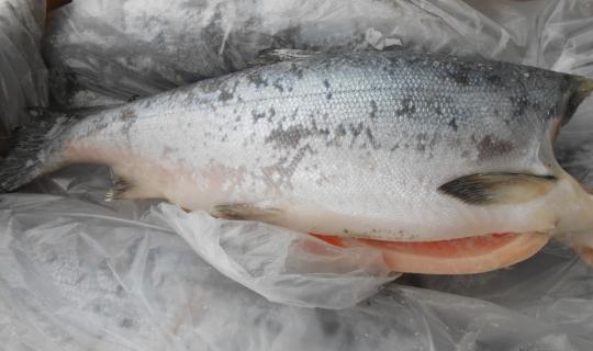 Фото 2 Рыба свежемороженая на вес, г.Набережные Челны 2018
