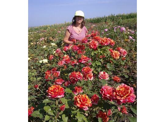 Фото 4 Саженцы бакаловидных роз, г.Домодедово 2022