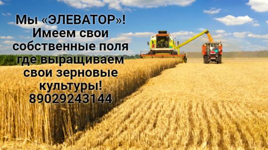 Фото 2 Пшеница продовольственная весовая, г.Красноярск 2023