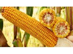 Фото 1 Семена кукурузы Краснодарский 291 АМВ, г.Полтавская 2023