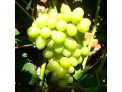 Фото 1 Саженцы винограда «Дарья», г.Краснодар 2023