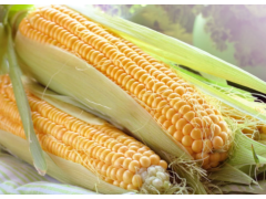 Фото 1 Семена кукурузы Краснодарский 230 АМВ, г.Терек 2024