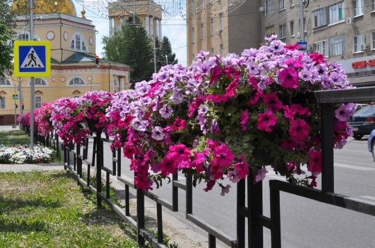 Вертикальное озеленение : фитостены, кашпо, мох Москва Санкт-Петербург | Летостудия