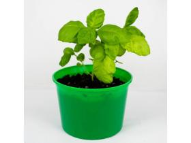 Наборы для выращивания растений ТМ «BontiLand»