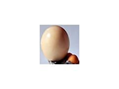 Фото 1 Свежее страусиное яйцо, г.Мурманск 2015