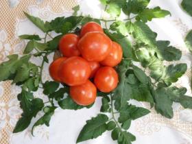 Тепличные свежие томаты