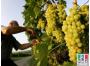 Рекордный за&nbsp;последние 30 лет урожай винограда собрали в&nbsp;Дагестане