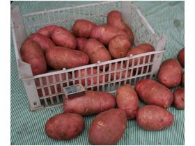 Отборный свежий картофель