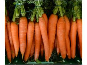 Свежая качественная морковь