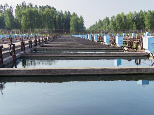 Фото 2 Волгореченское рыбное хозяйство, г.Волгореченск