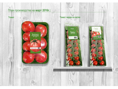 Фото 1 Свежие тепличные томаты, г.Белгород 2016