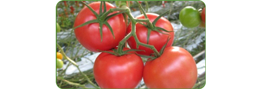 Фото 3 Свежие тепличные томаты, г.Белгород 2016