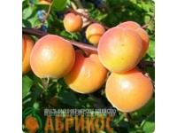 Семена (косточки) плодовых деревьев