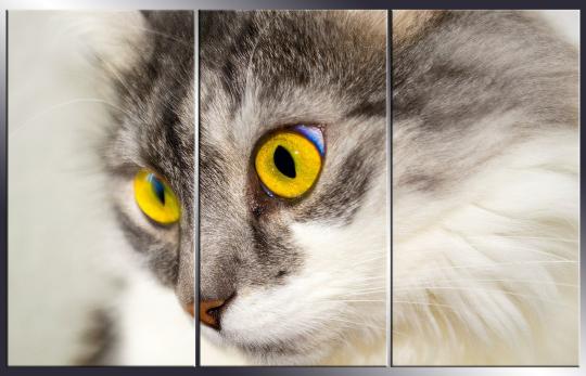 Фото 4 Модульные картины с изображением животных, г.Набережные Челны 2016