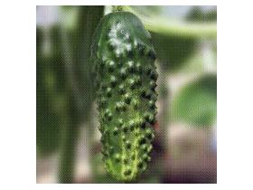 Питомник растений «АгроСАД»