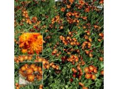 Фото 1 Многолетние цветочные растения, г.Химки 2016