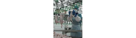 Фото 6 Производитель мяса птицы «Алтайский бройлер», г.Бийск