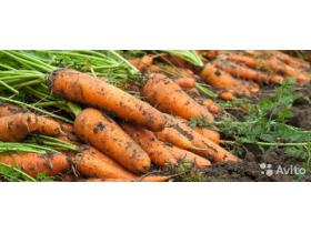 Морковь свежего урожая