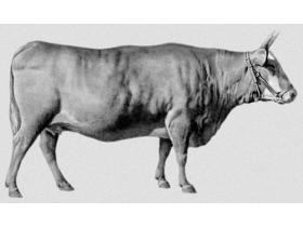 Калмыцкая порода крупного рогатого скота