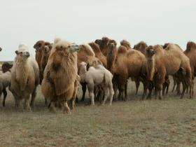 Верблюды породы «Калмыцкий бактриан»