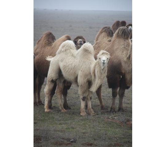 Фото 2 Верблюды породы «Калмыцкий бактриан», г.Яшкуль 2017