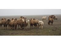 Верблюды породы «Калмыцкий бактриан»