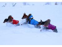 Зимние комбинезоны для собак