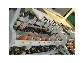 Машина для сортировки яиц «Ритм 16-6»
