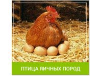 Комбикорм для птиц яичных пород