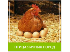 Фото 1 Комбикорм для птиц яичных пород, г.Волгоград 2017