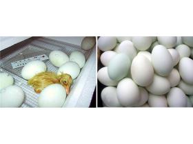 Яйцо утиное инкубационное