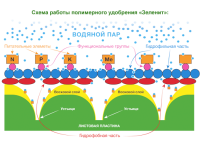 Удобрение на основе органических полимеров ЗЕЛЕНИТ