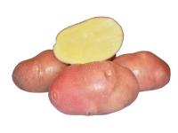 Картофель сорт Романце