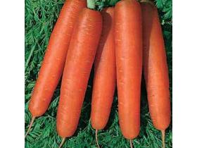 Морковь сортотипа Нантская