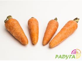 Морковь сорта «Роял Шансон»
