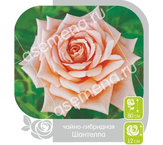 Фото 5 Саженцы роз ТМ «Семена Алтая», г.Барнаул 2017